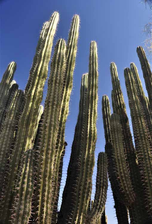 cactus